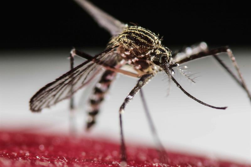 Vacina da dengue: o que fazer se você tomou o imunizante suspenso