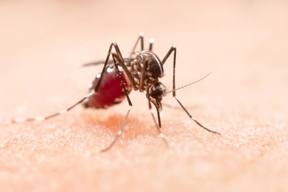 Governo de São Paulo faz convocação para ‘Dia D’ de combate à dengue