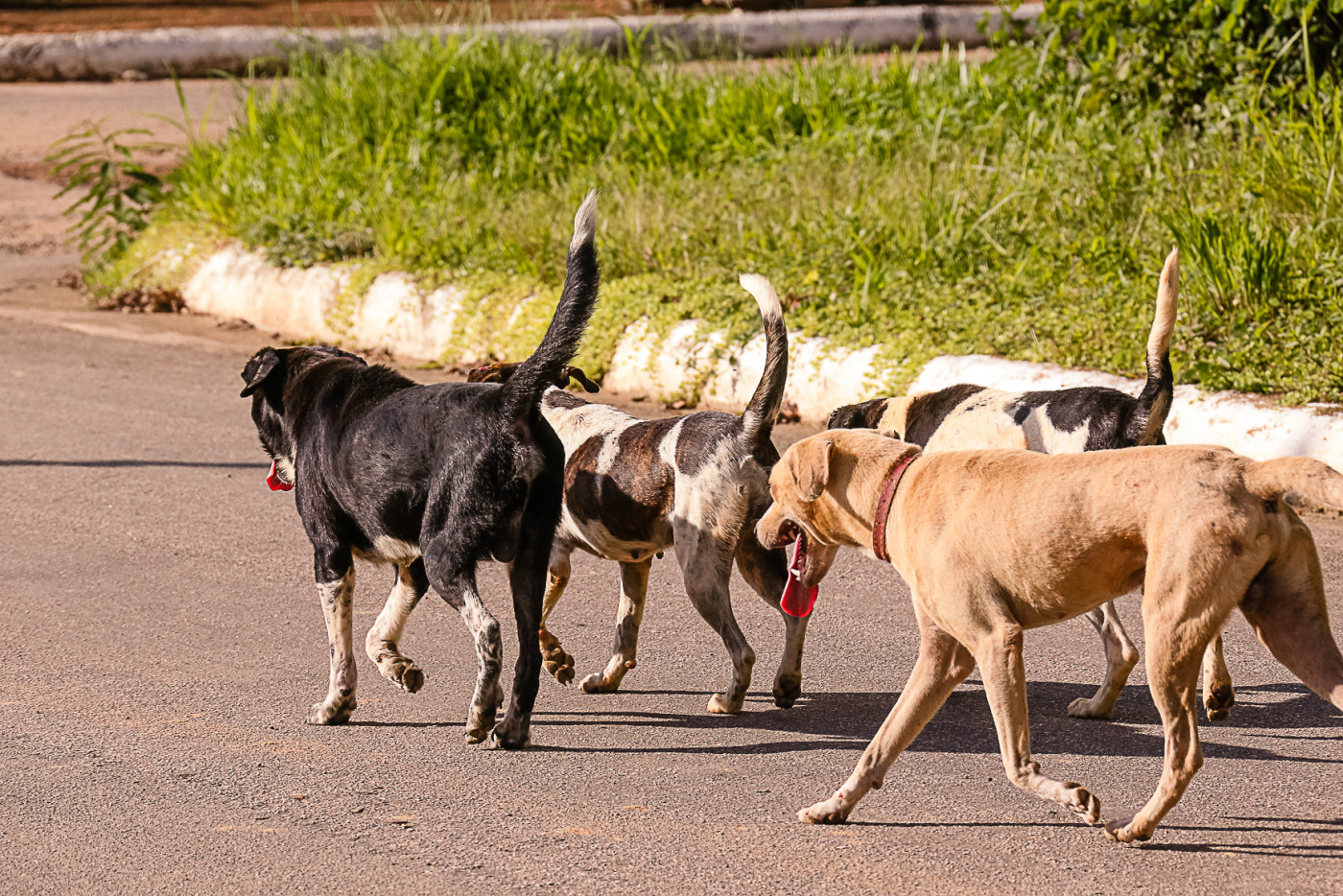 Abandono de animais cresce no fim do ano