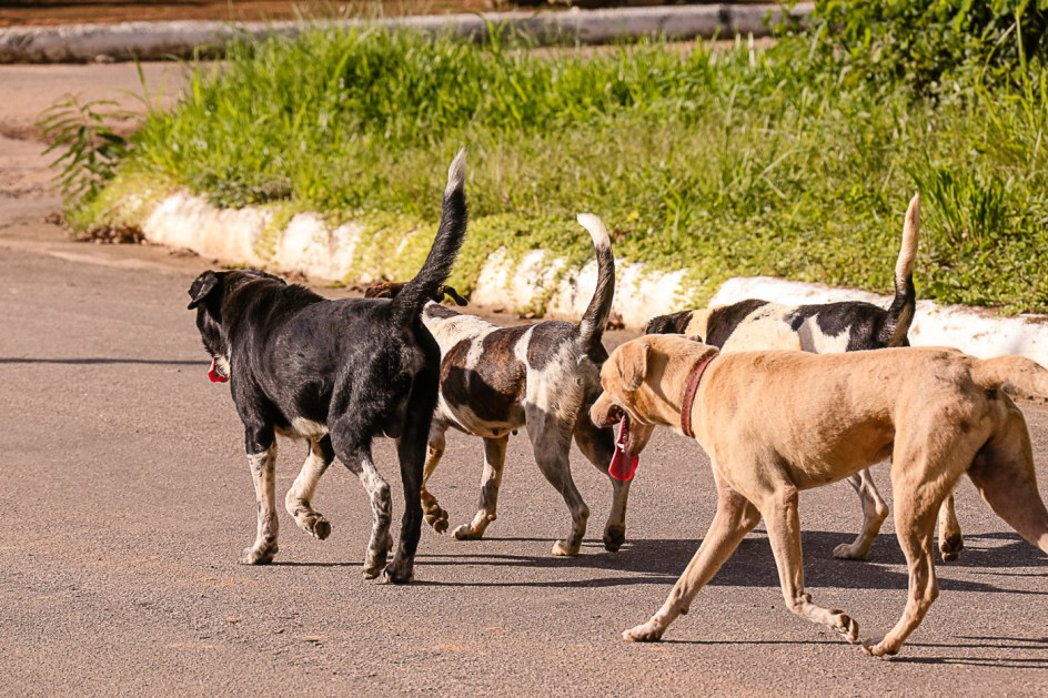 caes na rua