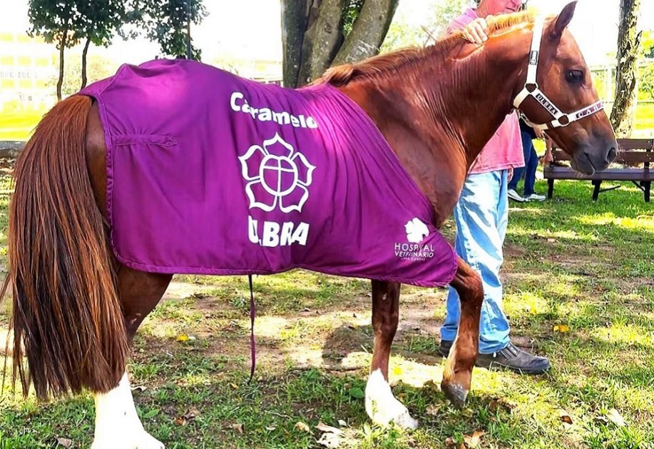 Cavalo Caramelo