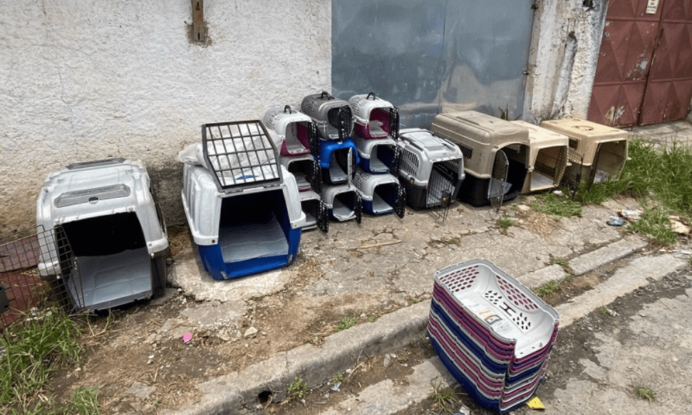 Polícia Civil resgata animais vítimas de maus-tratos