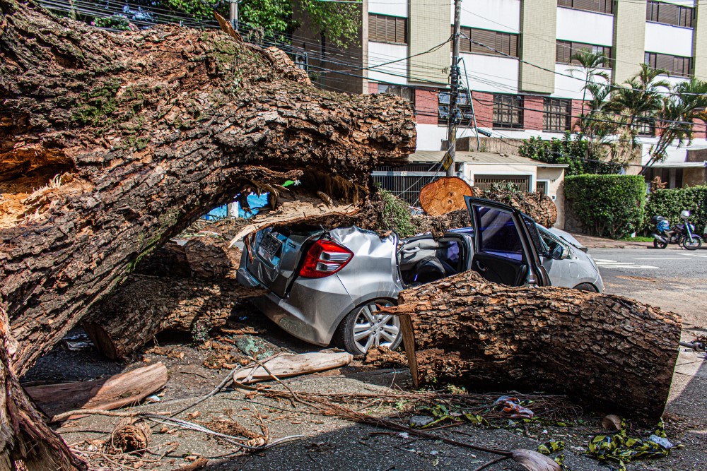Quando o verde traz risco: o desafio das árvores urbanas no período chuvoso
