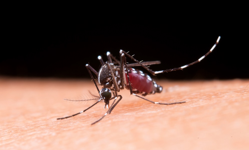 MOSQUITO DA DENGUE