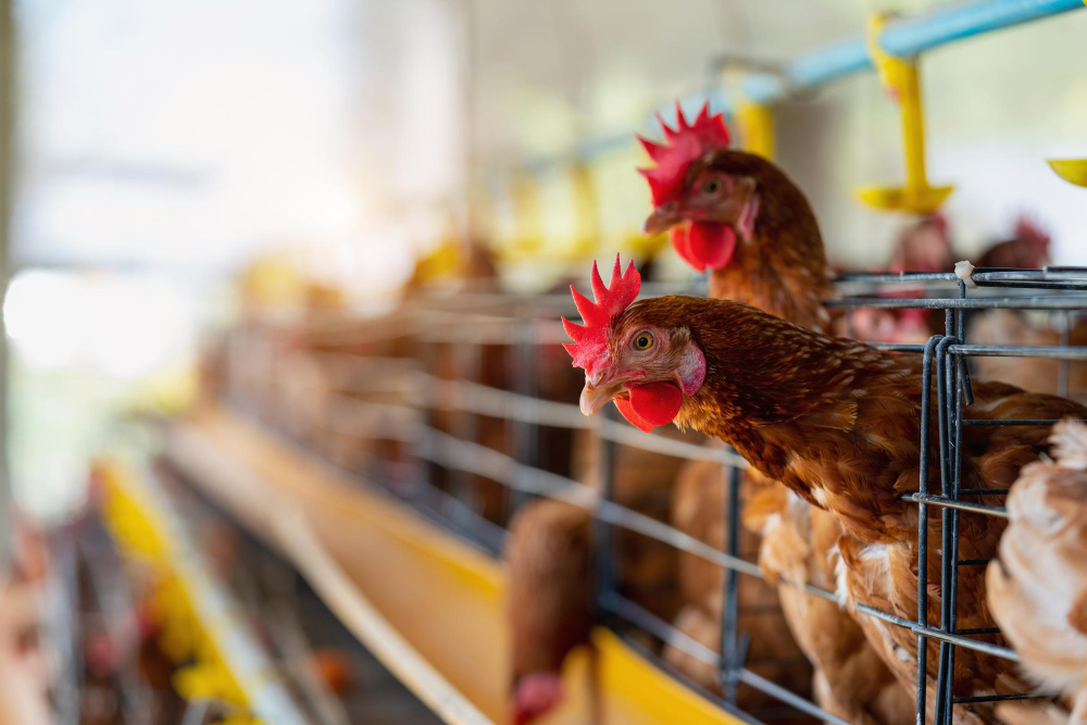 Surto de gripe aviária é identificado pela primeira vez nos EUA
