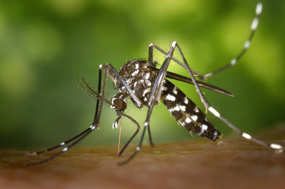 Amapá registra primeira morte por dengue em 2025