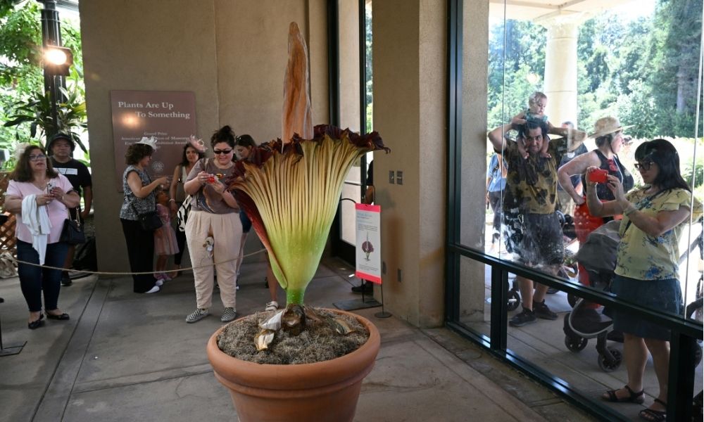 Multidão se reúne para ver flor-cadáver, com cheiro de carne pobre, desabrochar na Austrália