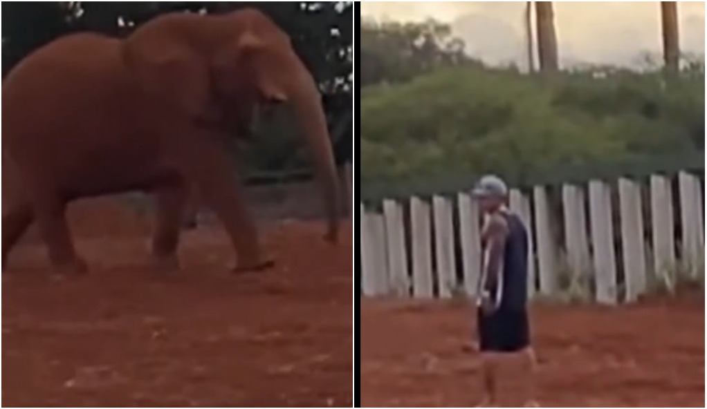 Elefante jaula homem