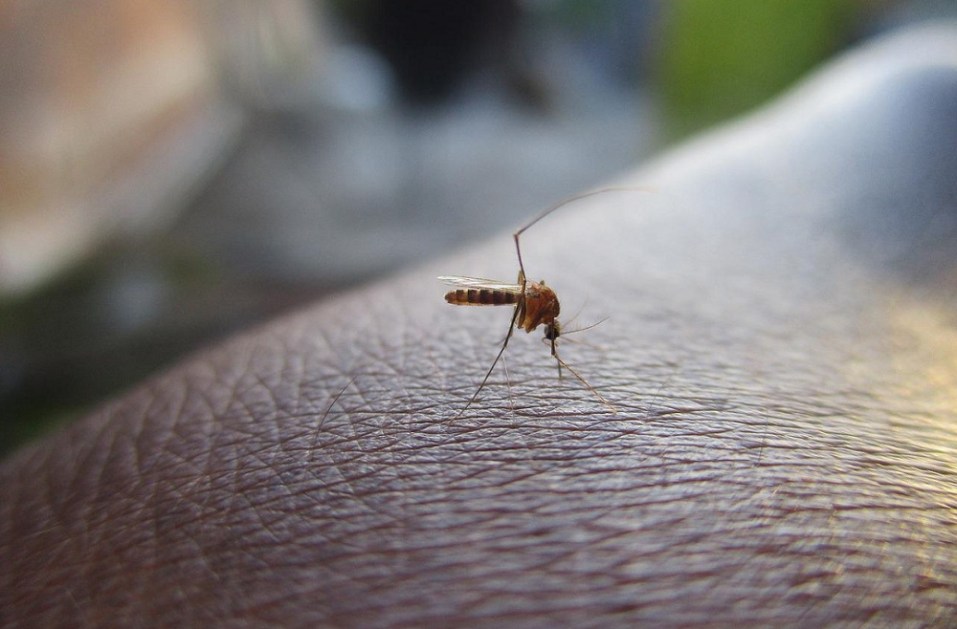 Mosquito da dengeu se prepara para picar parte do corpo de uma pessoa