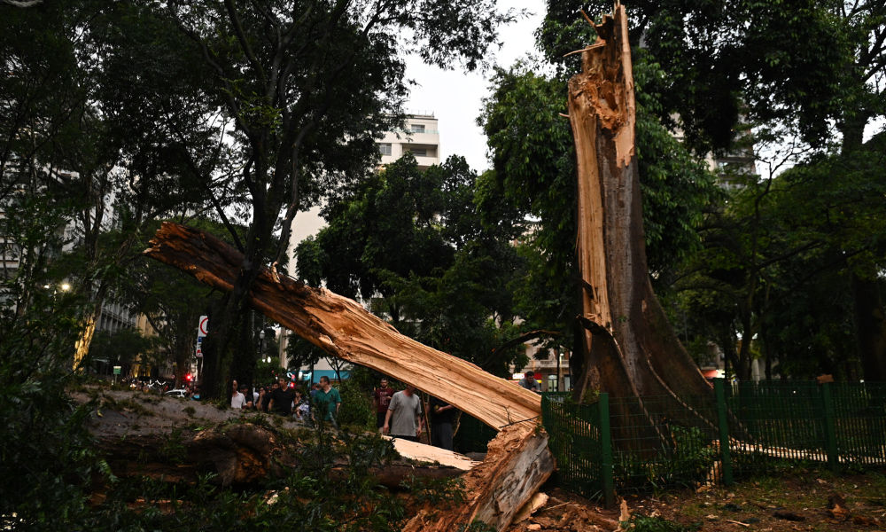 Árvore de grande porte cai no Largo do Arouche devido ao forte temporal que atingiu a região central de São Paulo, na tarde desta quarta-feira (12).