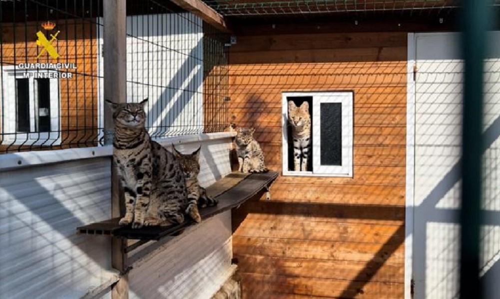 Felinos exóticos recuperados pela Guarda Civil da Espanha