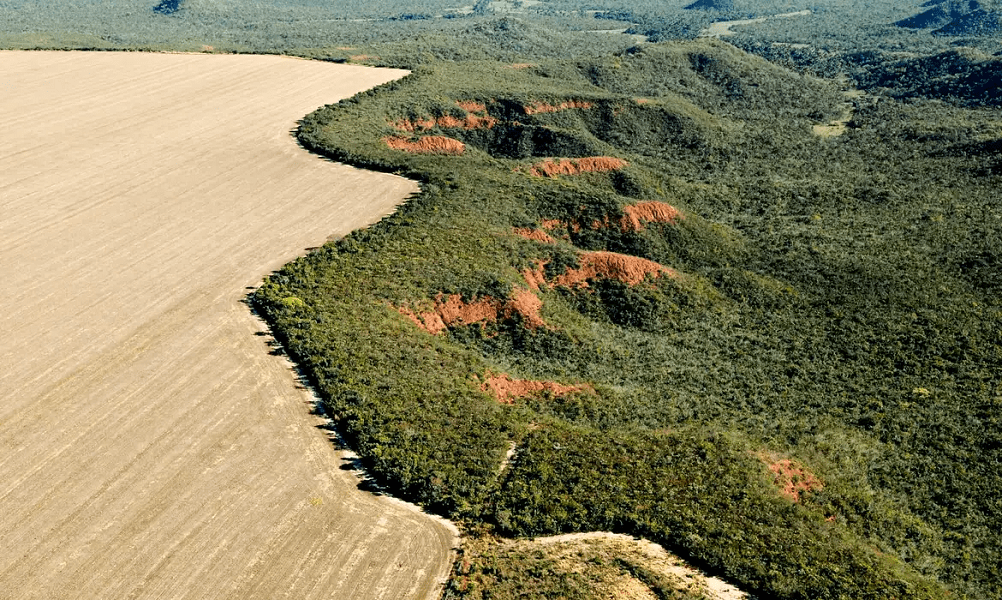 Ipês e jequitibás correm risco de desaparecer com avanço das mudanças climáticas