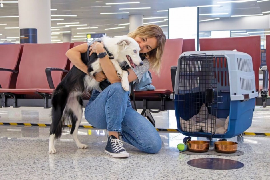 transporte aéreo de animais