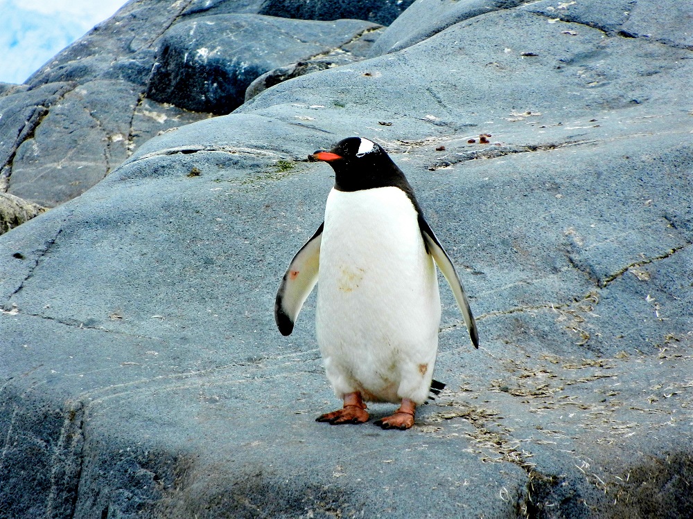 Pinguim transportado em caixa causa acidente em helicóptero na África do Sul