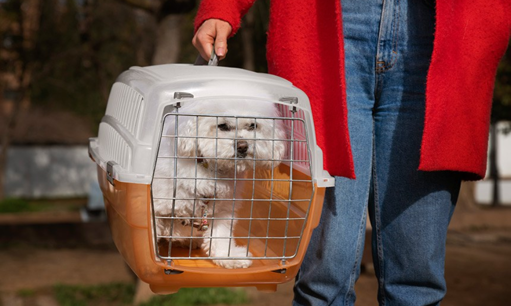 Transporte de pets em voos domésticos