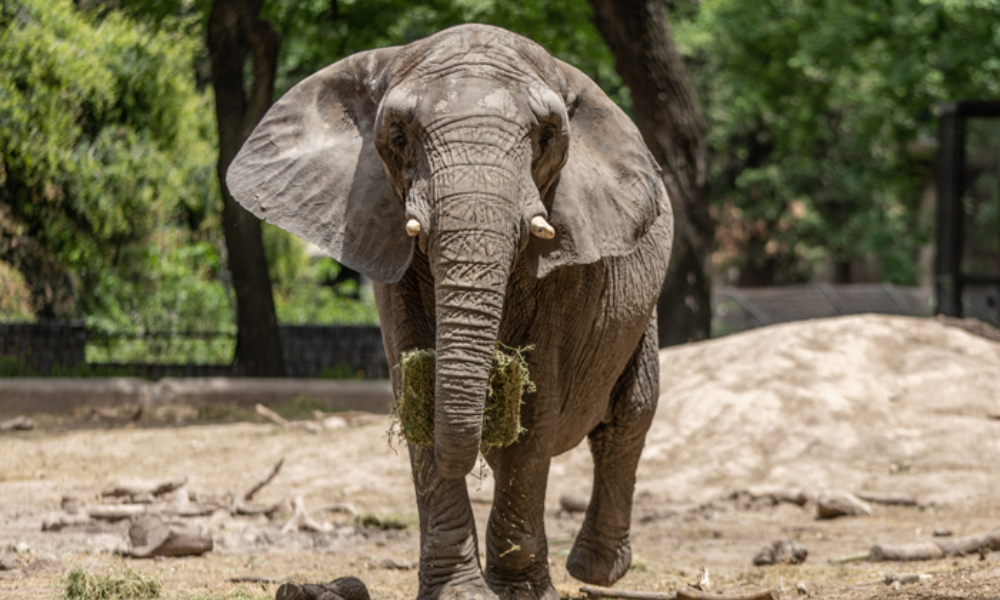 Pupy, a elefante de 35 anos trazida da Argentina para santuário no Brasil