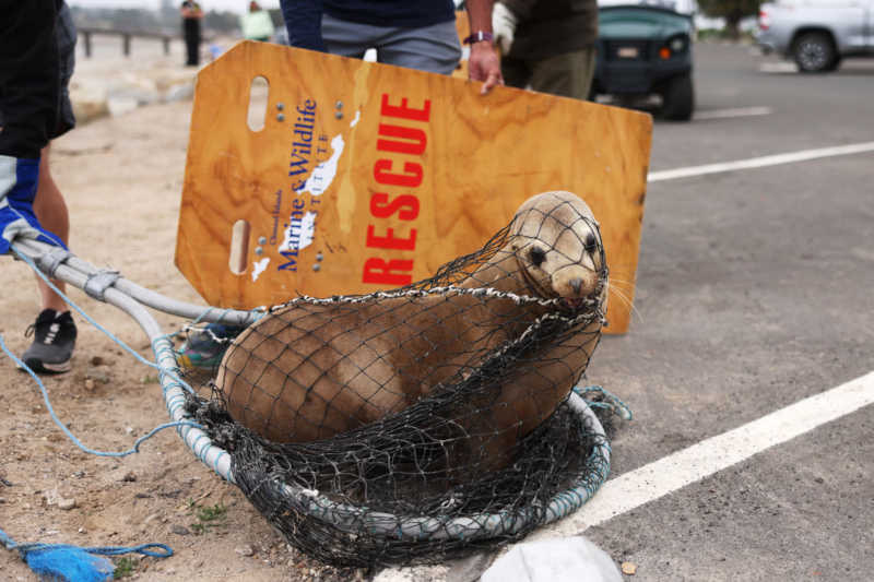 ataque de leao-marinho na california