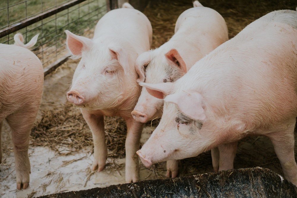 Pesquisadores da China usam fígado de porco geneticamente modificado em transplante humano
