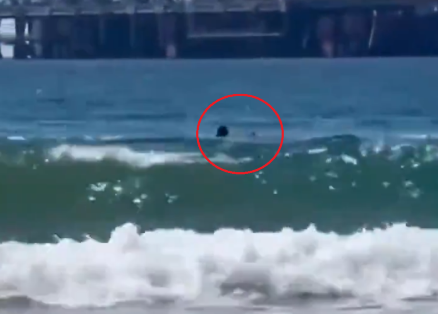 Banhistas filmaram o momento em que homem foi atacado por tubarão na praia