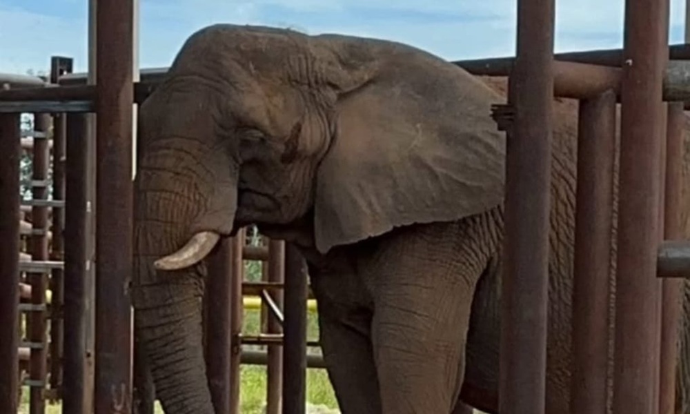 Elefante Pupy