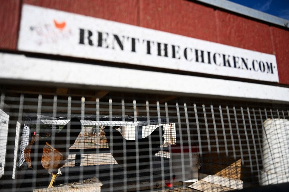 Galinhas dentro de um galinheiro portátil sobre um reboque antes de serem levadas de uma fazenda até a casa de um cliente, como parte do serviço "Rent The Chicken", em Agua Dulce, Califórnia