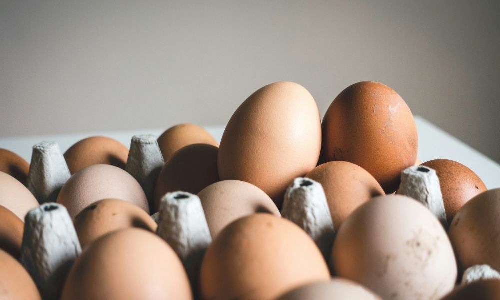 Paraná elimina mais de 10 milhões de ovos férteis para prevenir gripe aviária H5N1