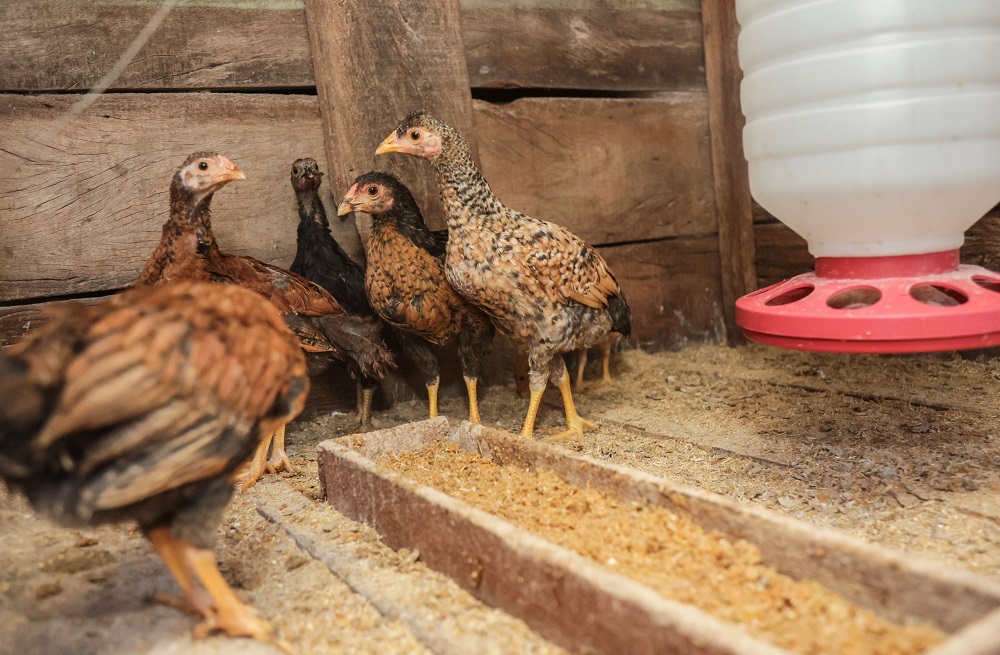 Granja no RS inicia vazio sanitário após foco de gripe aviária