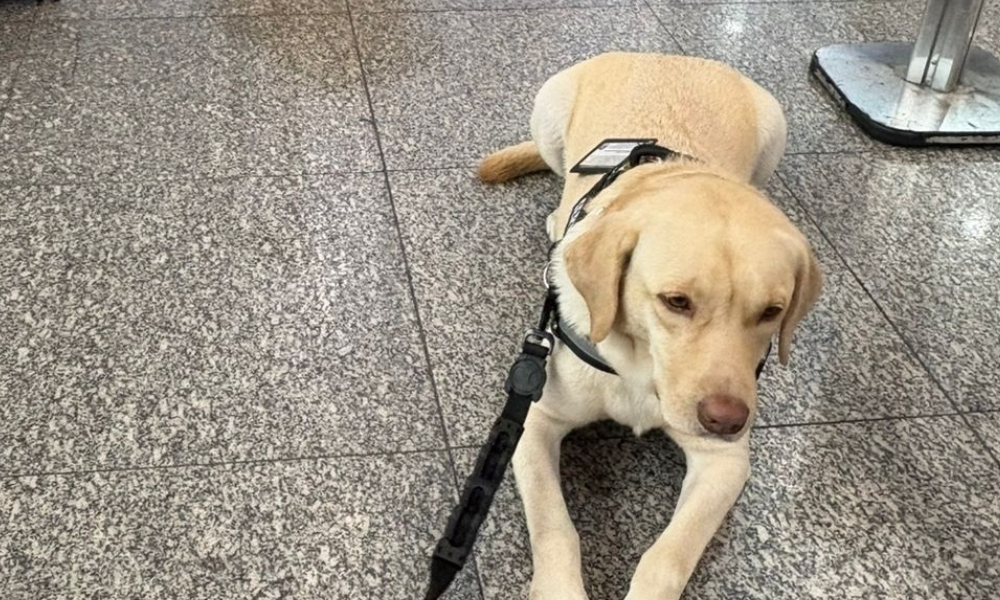 Voo é cancelado após TAP não embarcar cão de criança autista