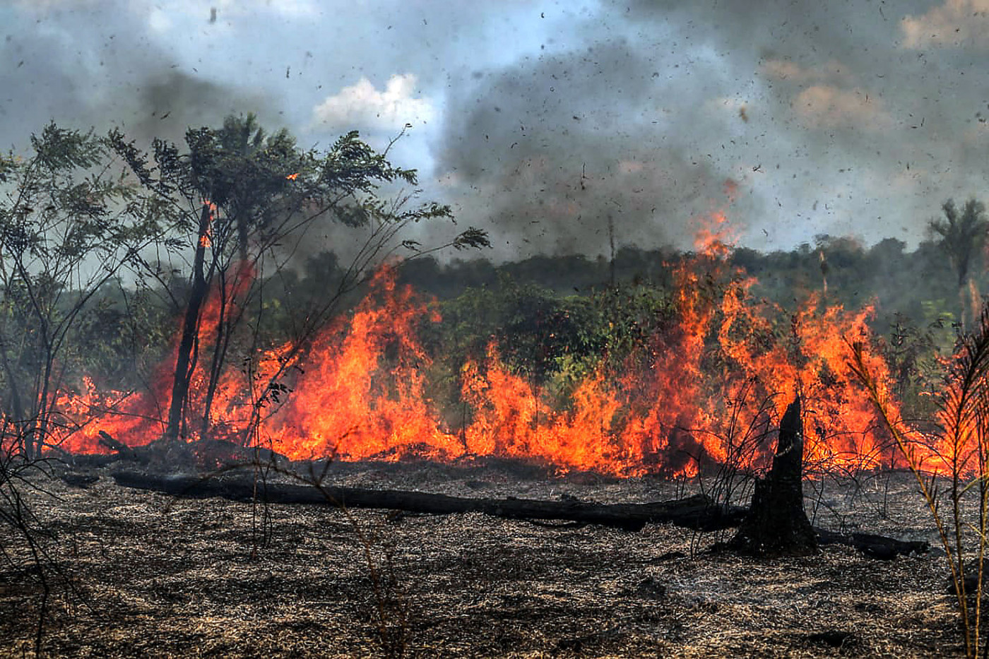 Quando a floresta queima, não é só fogo — é um alerta ecológico