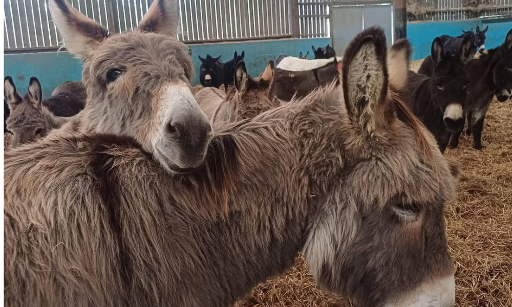 Burros no The Donkey Sanctuary