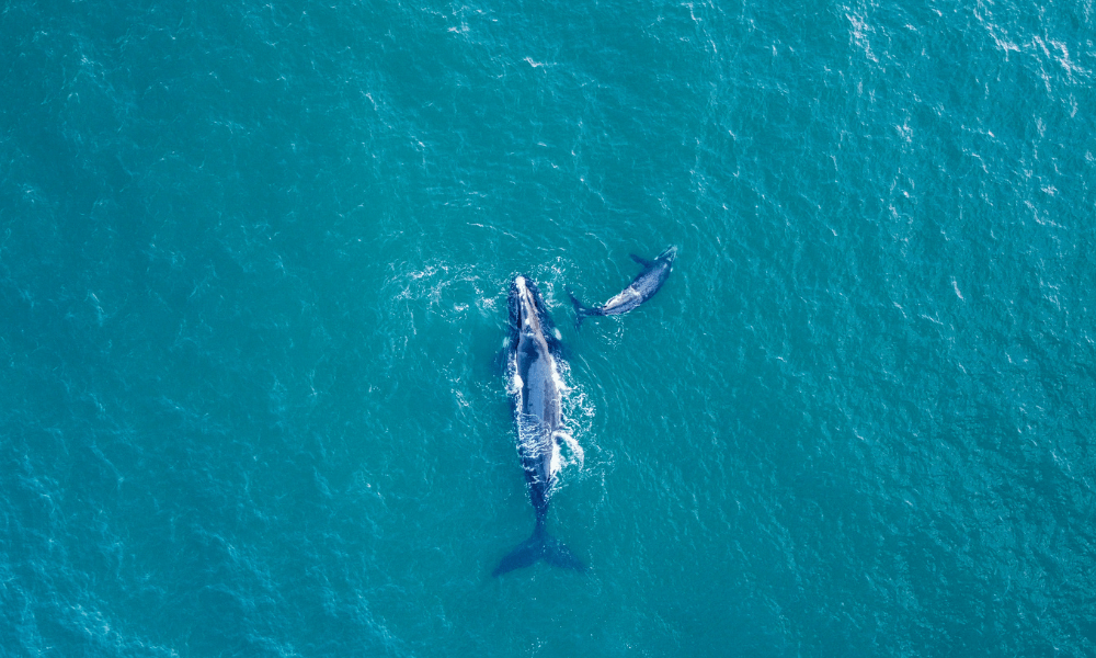 This aerial view shows southern right whales (Eubalaena australis) swimming off the coast of Infanta, near the Breede River estuary, on October 21, 2022. (Photo by Wikus de Wet / AFP)
