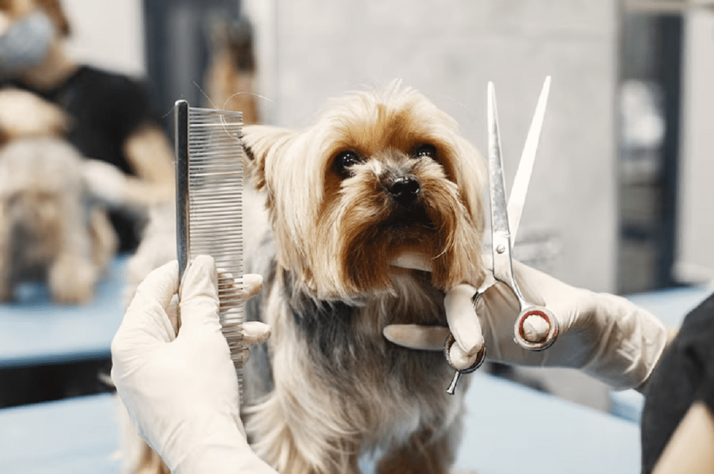 Câmara dos Deputados aprova projeto de lei para regulamentar profissionais de cuidado animal