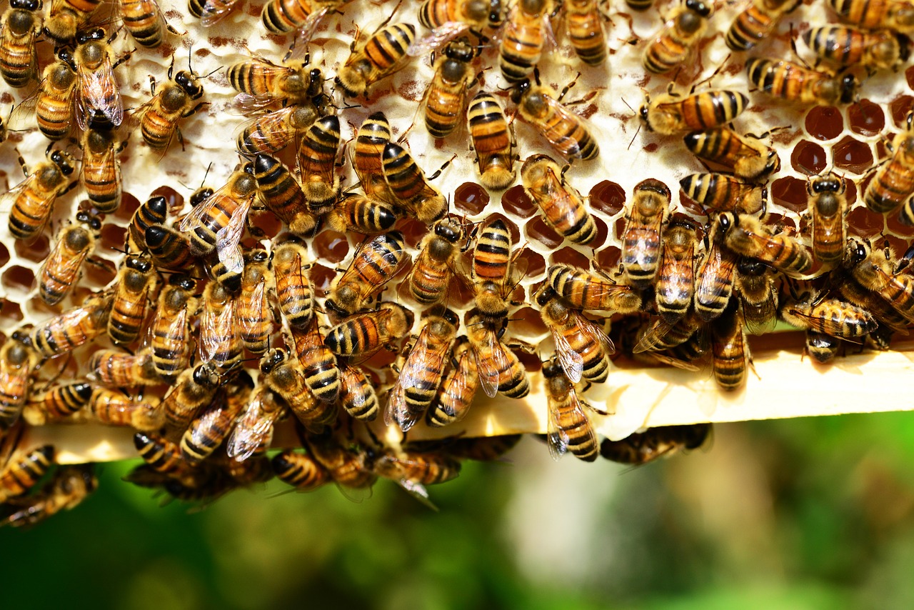 Ataque de abelhas deixa 24 feridos na França, sendo 3 em estado grave