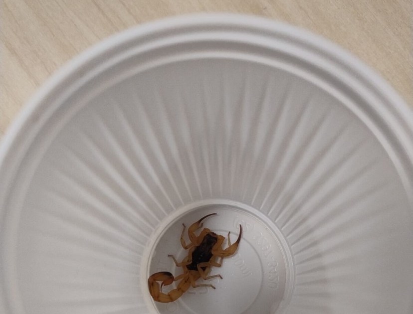 Escorpião encontrado na copa da Câmara dos Deputados