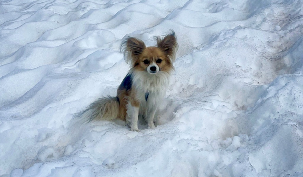 Chihuahua vira herói ao salvar homem que caiu em geleira na Suíça