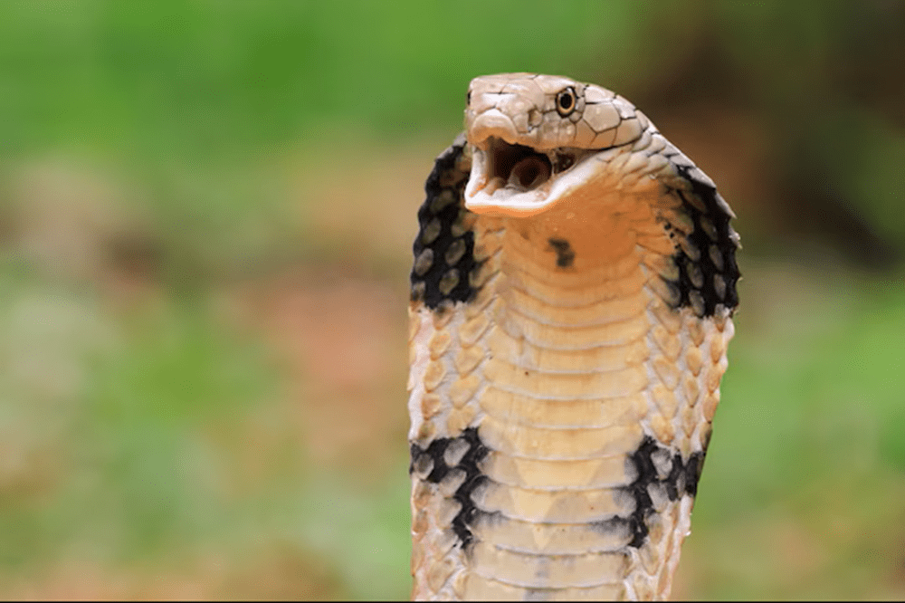 Bebê de um ano mata cobra a mordidas na Índia após réptil se enrolar em suas mãos