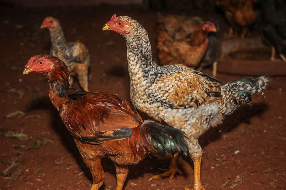 SUSPENSÃO DE COMPRA DE FRANGO PELA CHINA