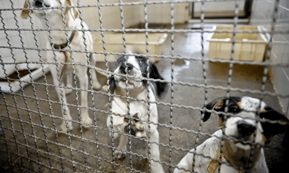 Câmara aprova projeto que proíbe uso de animais em testes de cosméticos Fonte: Agência Câmara de Notícias