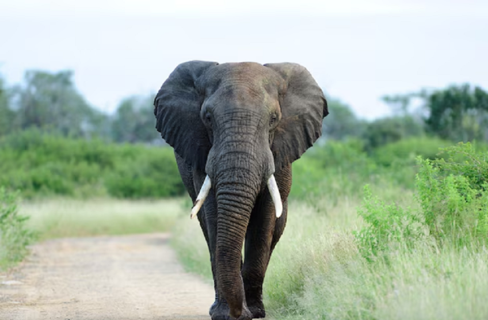 Elefante