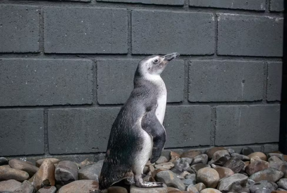 Pinguins