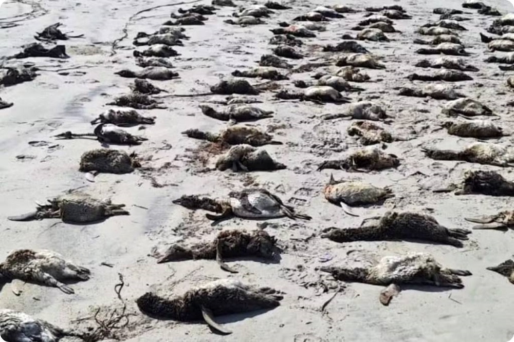 Mais de 700 pinguins são encontrados mortos uma semana no litoral de SP