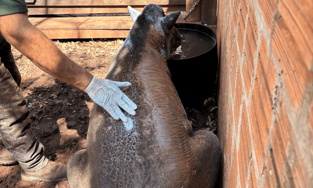 Governo de SP registra primeiro caso oficial de animal vítima de incêndio florestal em 2025