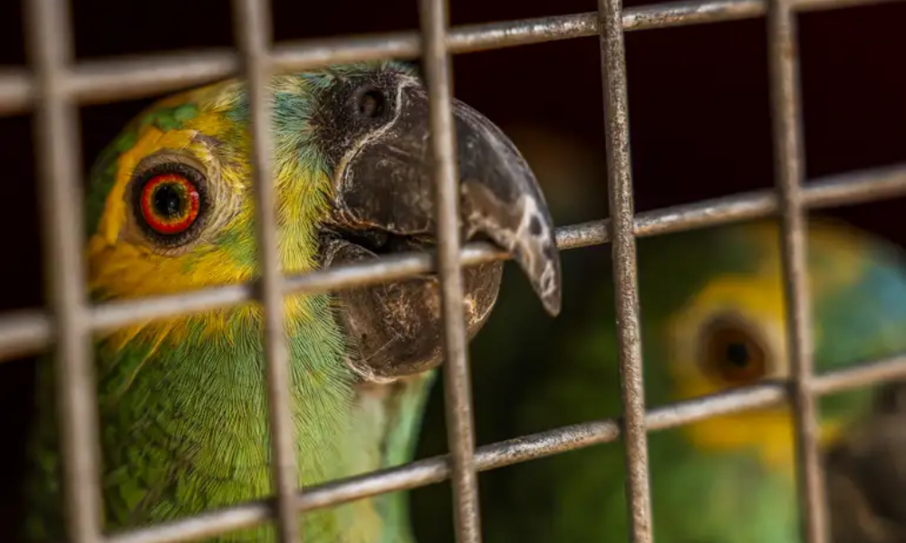 ama faz a soltura de 14 araras e 19 papagaios. As aves serão reintroduzidas à natureza na Reserva ecológica Chapada Imperial. Foto: Marcelo Camargo/Agência Brasil