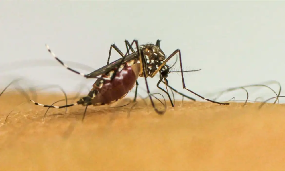 Doenças transmitidas por mosquitos serão “novo normal” na Europa Alerta é do Centro Europeu para Prevenção e Controle de Doenças