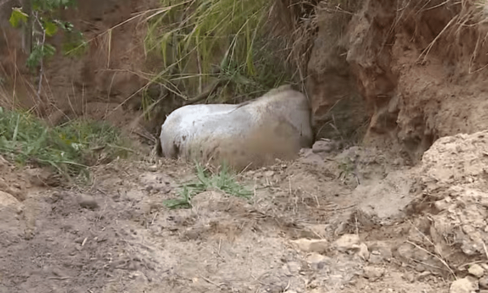 Cavalo que teve as patas cortadas em SP é enterrado após polícia coletar material para análise