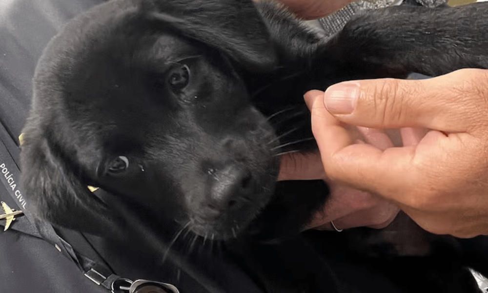 Cachorro foi abandonado no estacionamento do aeroporto de Florianópolis. Foto: Polícia Civil de Santa Catarina