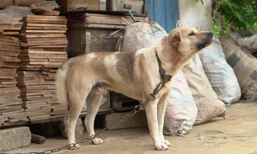 Tarcísio sanciona lei que proíbe animais acorrentados ou amarrados