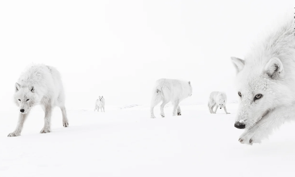 Dentro da Matilha, vemos lobos do Ártico na Ilha Ellesmere, no Canadá. Foto tirada por Amit Eshel, de Israel, em temperaturas de -35°C (-31°F), mostrando os lobos esquivos se aproximando o suficiente para que ele pudesse sentir seu hálito. Restrita aos territórios mais ao norte do Canadá e ao norte da Groenlândia, a subespécie branca do lobo cinzento demonstra curiosidade pelos humanos devido à falta de familiaridade com eles.