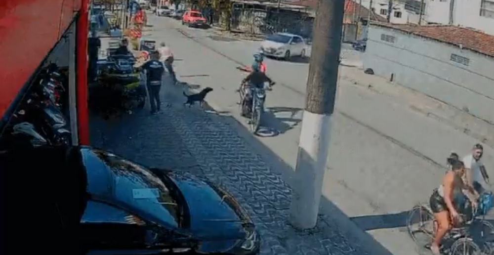 Cachorro afasta criminosos durante tentativa de latrocínio em Guarujá