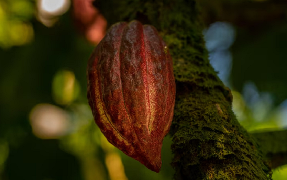 Cacau